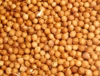 Coriandre (80g)