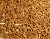 Cumin entier (80g)