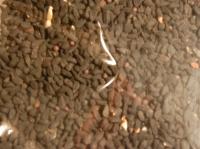 Black cumin (80g)