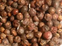 Wacholderbeere (50g)
