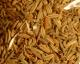 Fenchel (100g)