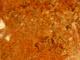 Mlanges grillades (80g)